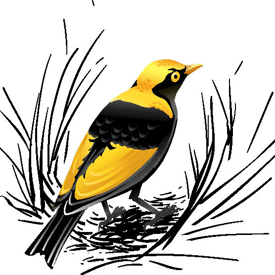 Bower Bird Information Services